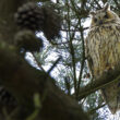 Hibou moyen-duc